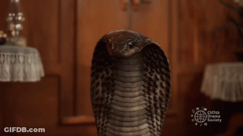 Snake With Ch70 Drama Society GIF