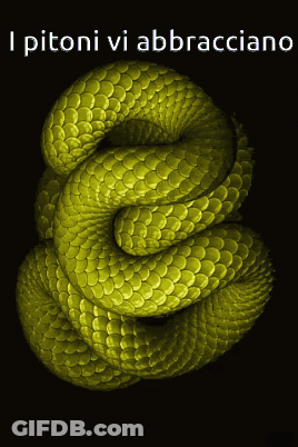 Snake With I Pitoni Vi Abbracciano GIF