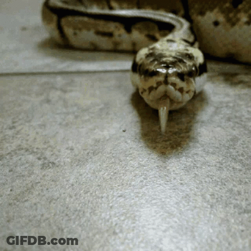 Snake With Long Tongue GIF