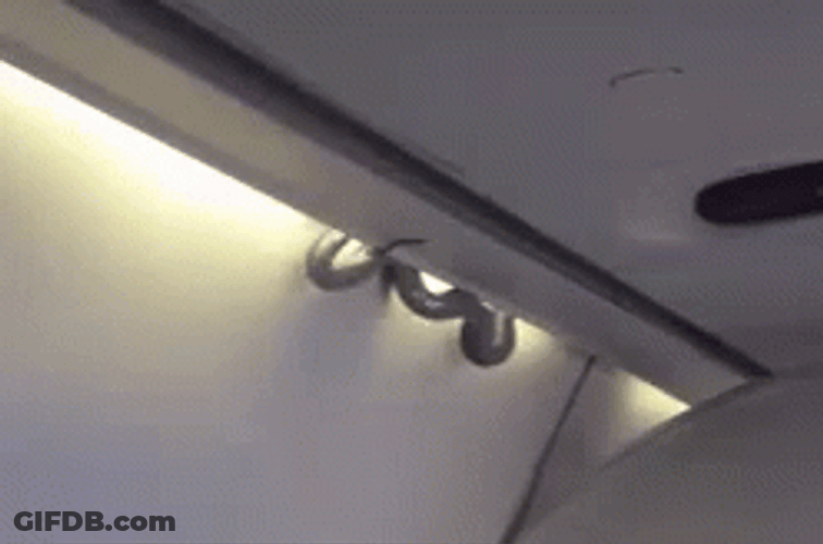 Snakes On A Plane Compartment GIF
