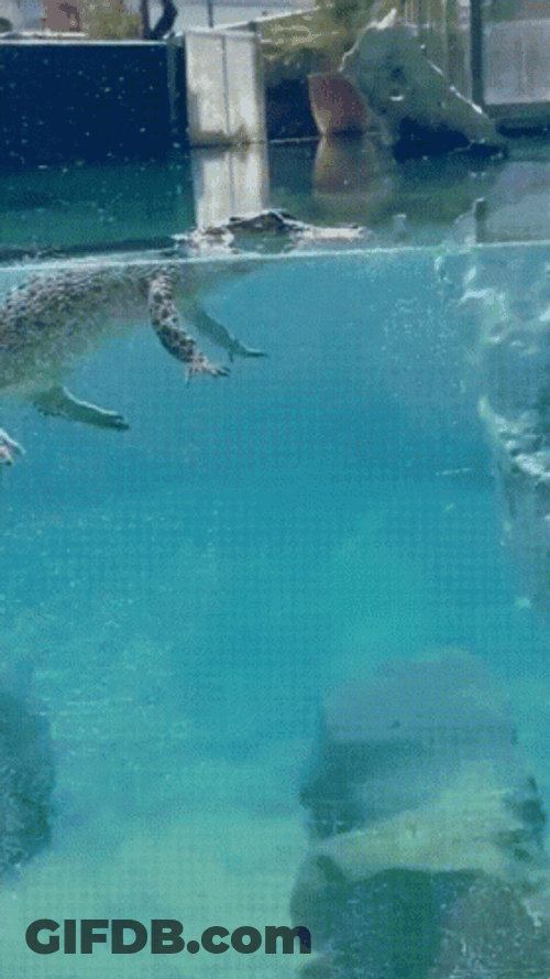 Snappy Swimming Crocodile GIF