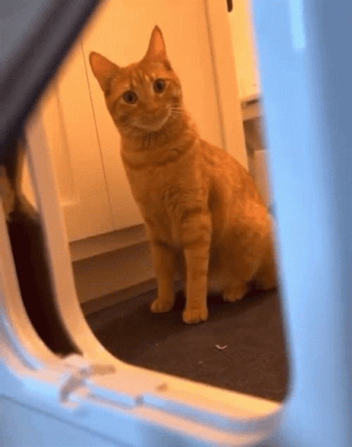 Sneak Peak Huh Cat Meme GIF