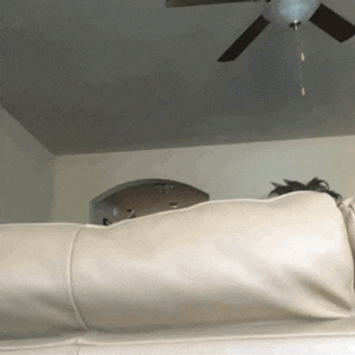 Sneaking Ptsd Dog GIF