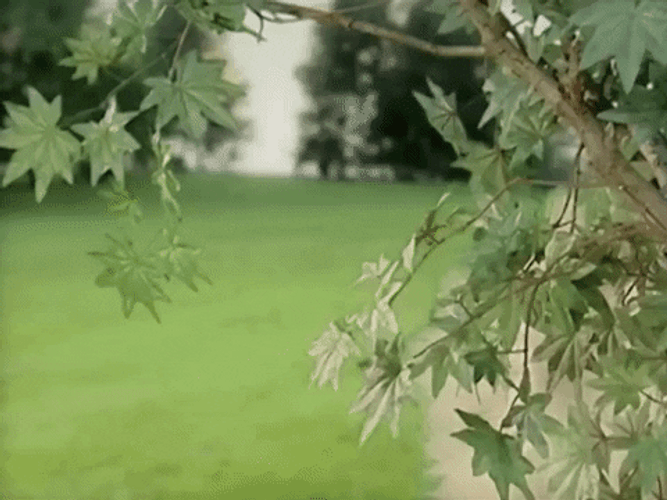 Sneaking Spying Kacey Musgraves GIF