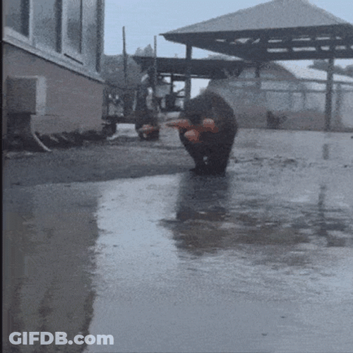 Sneaky Beaver Hoarding Carrots GIF