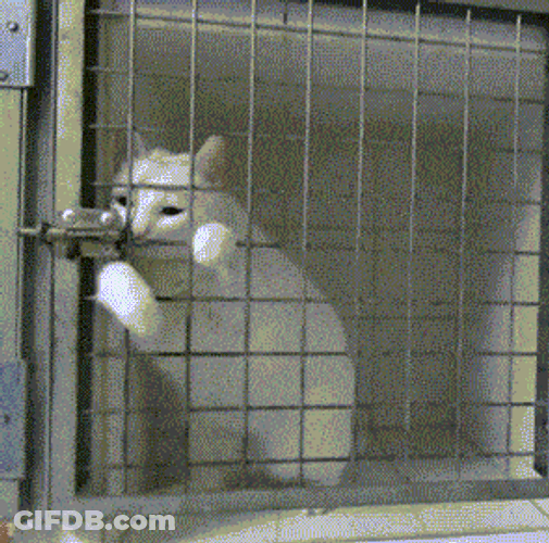 Sneaky Cat Robber Escaping From Cage GIF