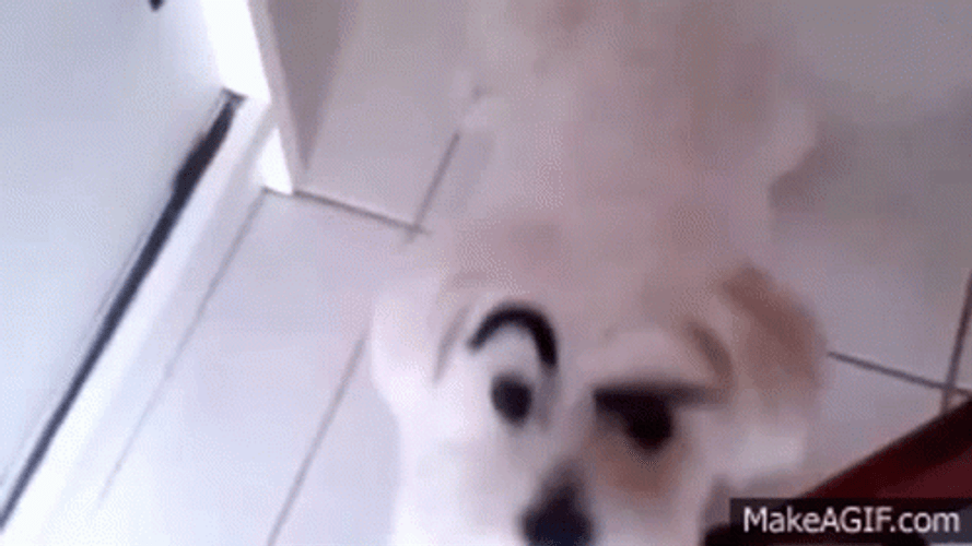 Sneaky Dog Raises Eyebrows GIF