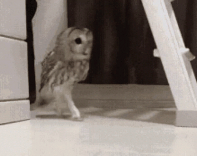 Sneaky Owl Moves GIF