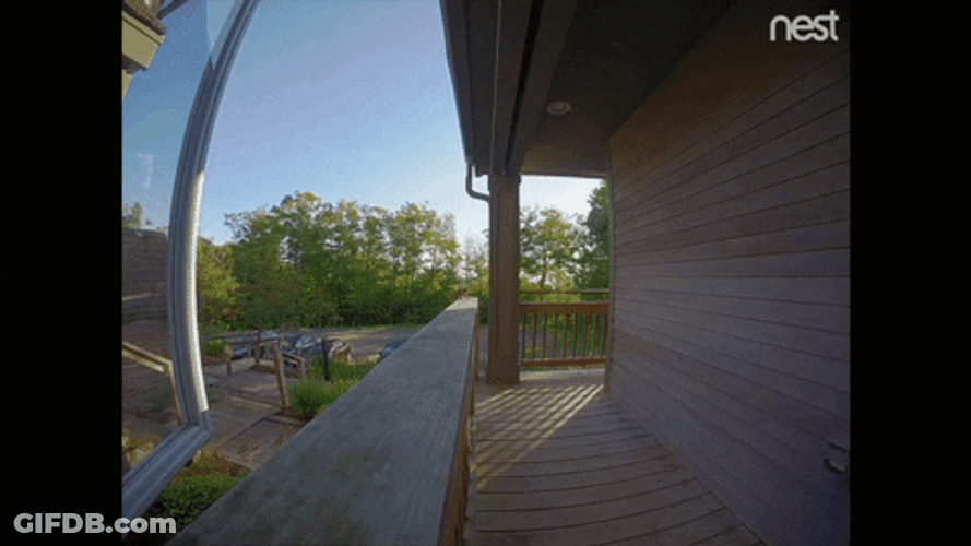 Sneaky Squirrel Just Saying Hi GIF