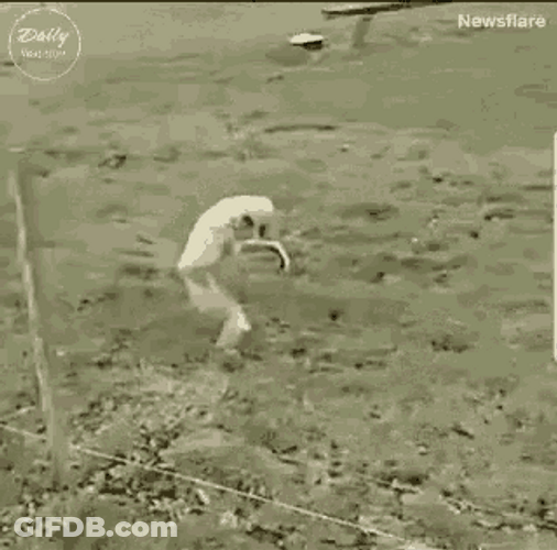 Sneaky Zoo Animal GIF