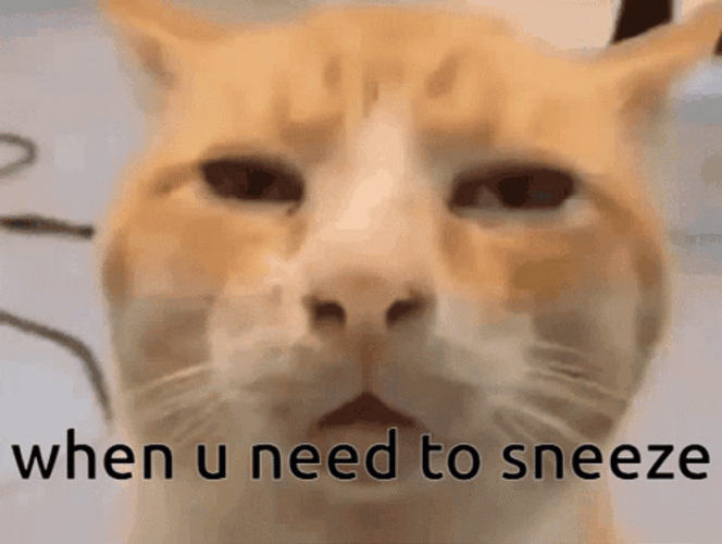 Sneeze Cat Meme GIF