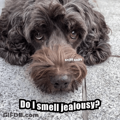 Sniff Hairy Dog Meme GIF