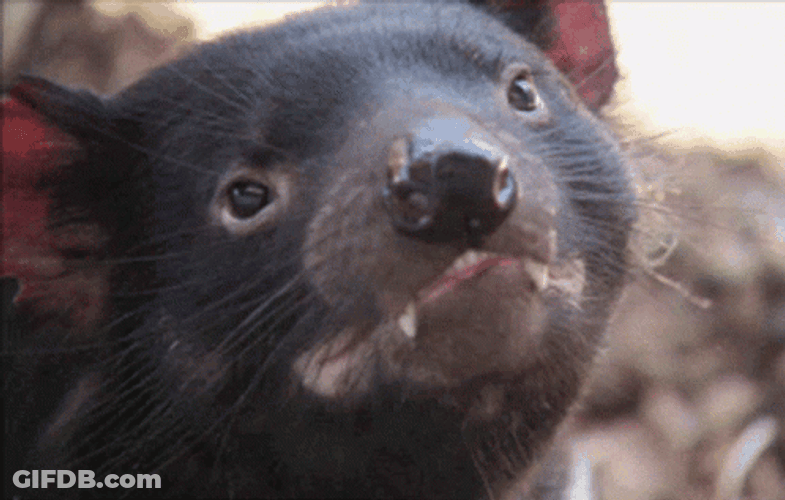 Sniffing Baby Tasmanian Devil GIF