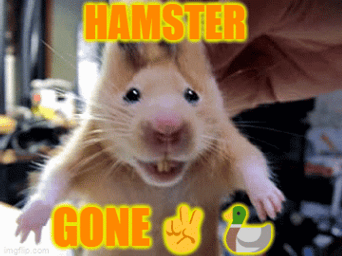 Sniffing Cute Orange Hampter GIF