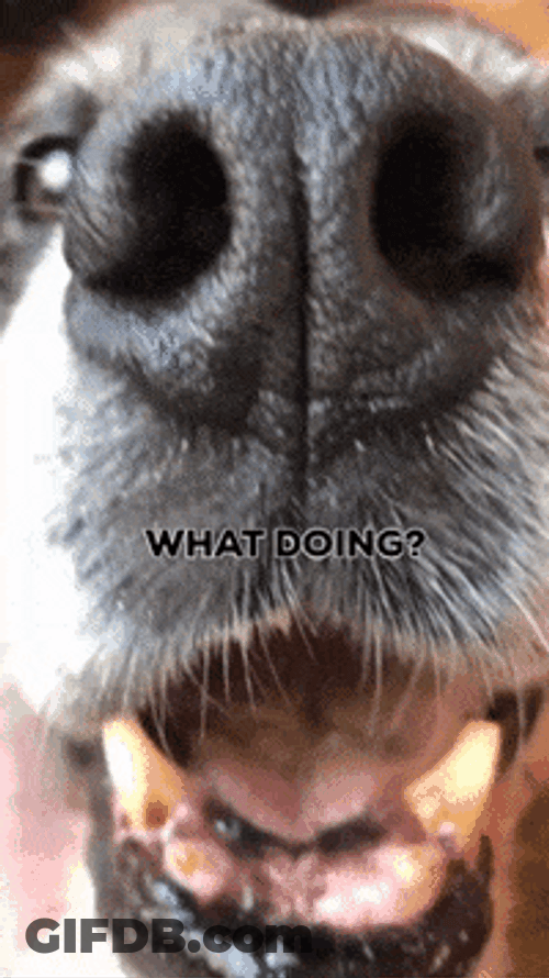 Sniffing Dog Whatcha Doin GIF