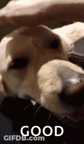 Snoopy Reading Book Holding Coffee GIF