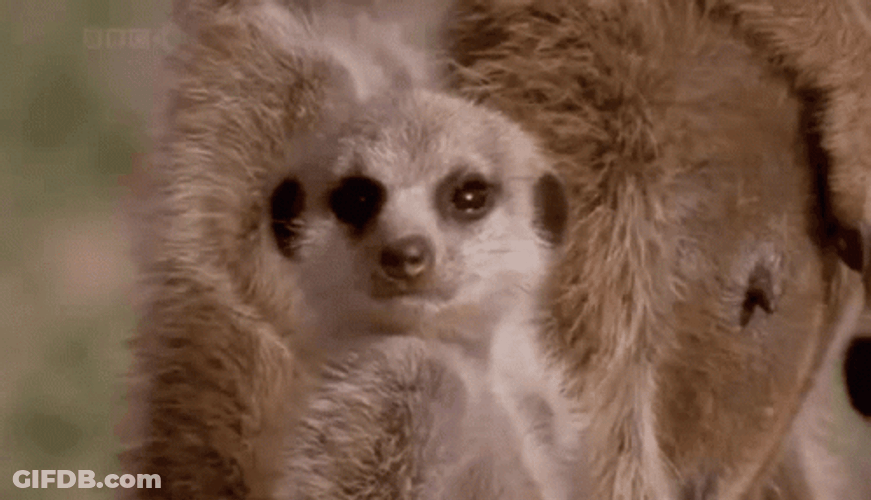 Snoozy Little Meerkat Passing Out GIF