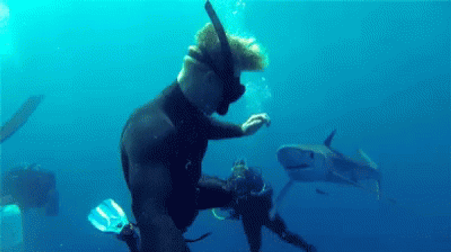 Snorkeling Swim Sharks GIF