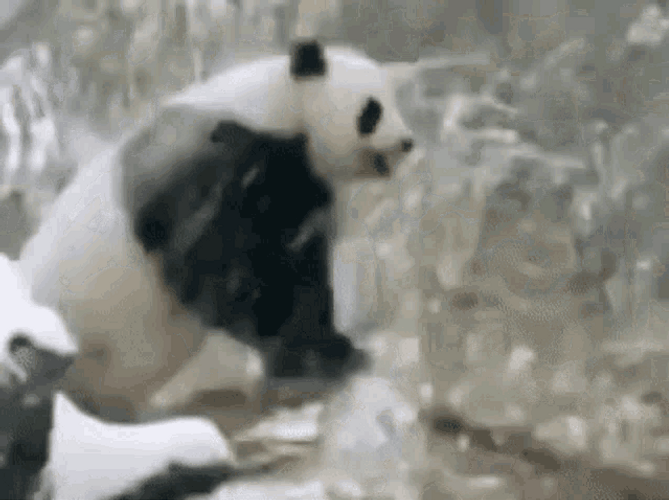 Snow Bear Intense Stone Humping GIF