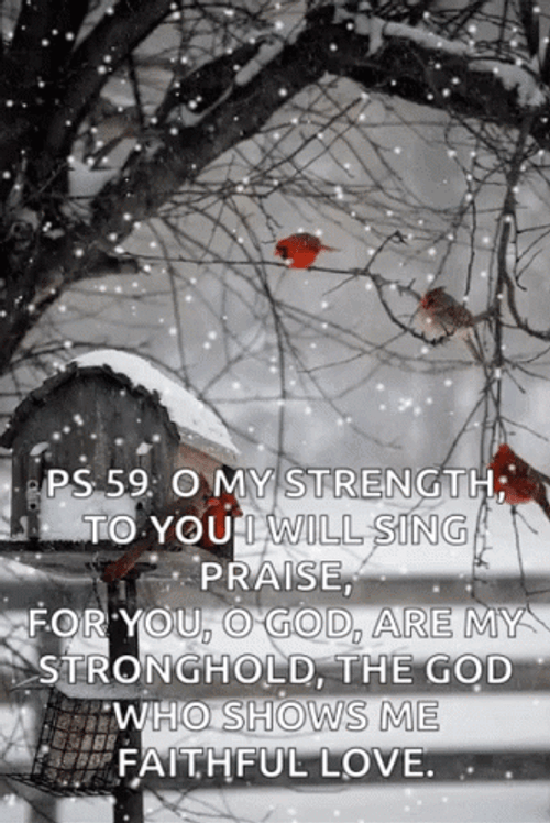 Snow Cardinal Snowy Saturday GIF