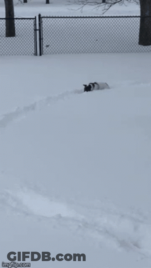 Snow Day GIF