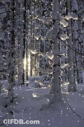 Snow Is Falling In The Woods And The Sun Is Shining Through The Trees GIF
