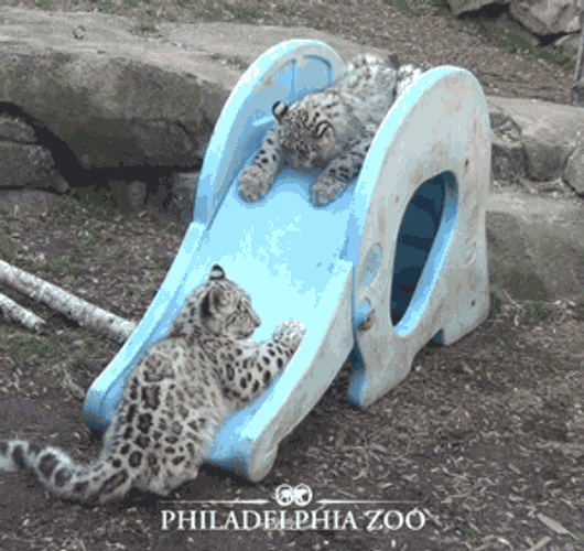 Snow Leopard Canis Snow Bepper GIF