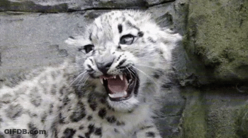 Snow Leopard Close Up Mouth Open GIF