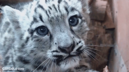 Snow Leopard Cub Close Up Blue Eyes GIF