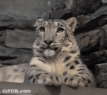 Snow Leopard Cub Looking Over Wooden Fence GIF