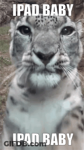Snow Leopard IPad Baby GIF