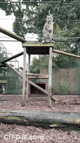 Snow Leopard Sitting On Wooden Stool In Cage GIF