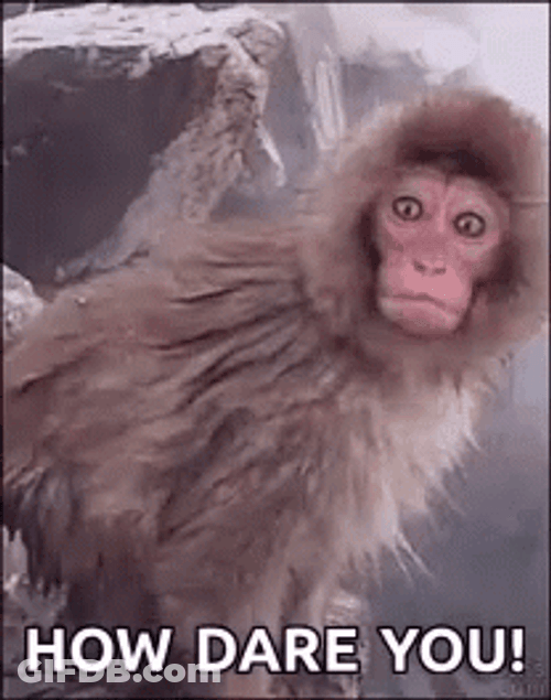 Snow Monkey How Dare You Meme GIF