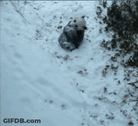 Snow Panda Rolling Down GIF