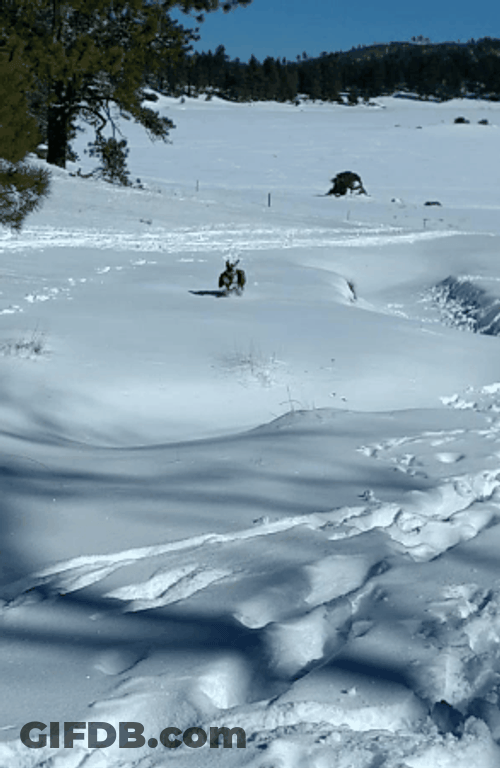 Snow Running Dog GIF