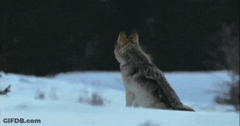 Snow Wolf Winter Howl GIF