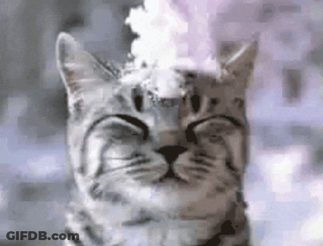 Snowball Fall Cute Cat GIF