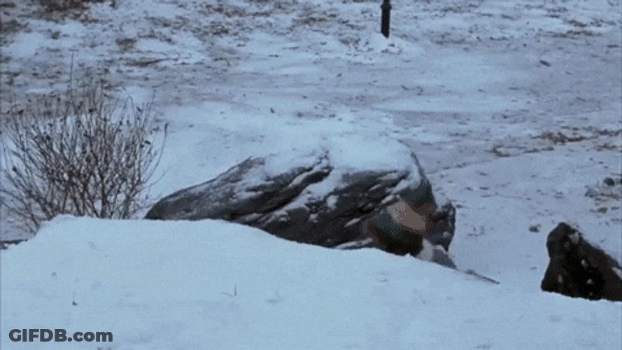 Snowball Will Ferrell Snow GIF