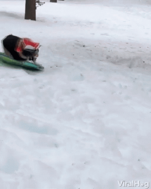 Snowboarding Dog Slide Tricks GIF