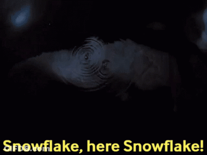 Snowflake, Here Snowflake! GIF