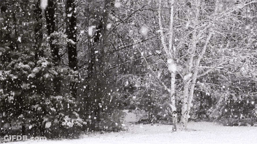 Snowflake On The Woods GIF