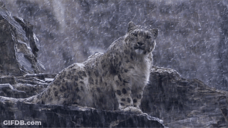 Snowing On Snow Leopard GIF