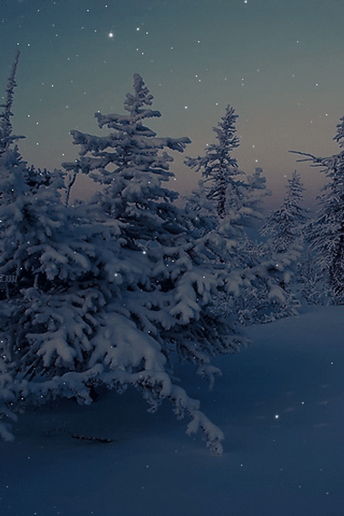 Snowing Over Pine Trees GIF