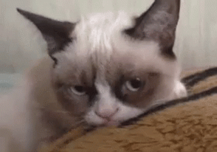 Snowshoe Grumpy Cat GIF