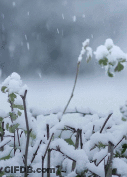 Snowy Bush With Visible Branches GIF