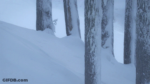 Snowy Forest With Ice-Covered Trees GIF