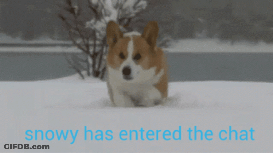 Snowy Has Entered The Chat Saturday GIF