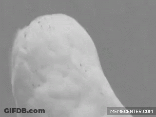 Snowy Owl Black And White Photo GIF