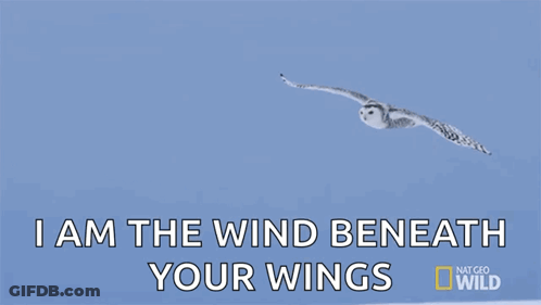 Snowy Owl I Am Wind Beneath Your Wings GIF