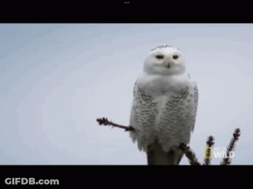 Snowy Owl Perched On Branch With National Geographic GIF